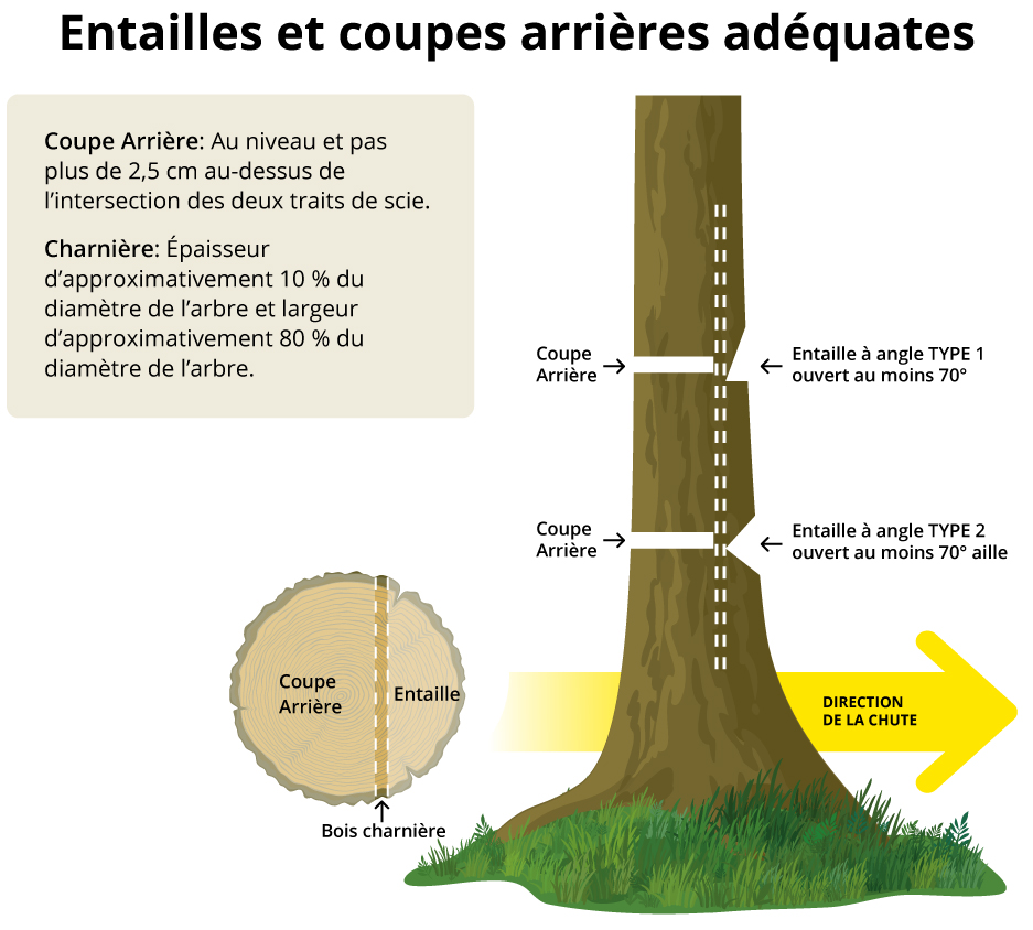 Entailles et coupes arrières adéquates