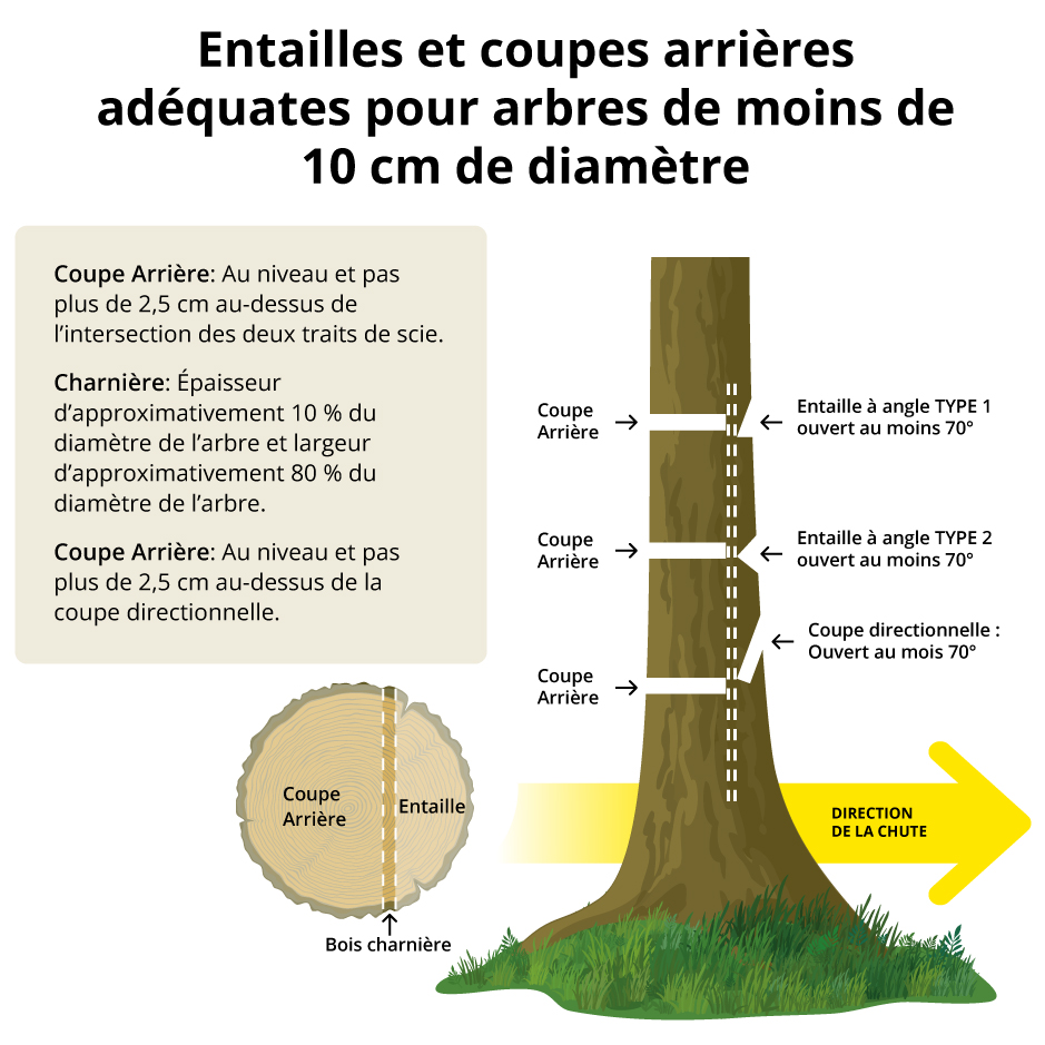 Entailles et coupes arrières adéquates pour arbres de moins de 10 cm de diamètre